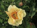 Amber Moon peony photo