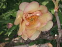 Amber Moon peony photo