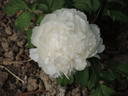 Bijou de Chusan peony photo