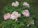 Adzuma Nishiki peony photo