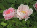 Adzuma Nishiki peony photo