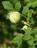 Spineless Chestnut rose photo