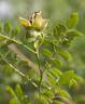Spineless Chestnut rose photo