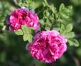 Spineless Chestnut rose photo