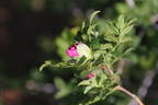 Spineless Chestnut rose photo