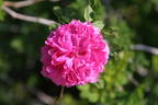 Spineless Chestnut rose photo