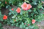 Коралловый Сюрприз rose photo