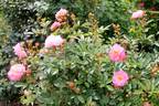 Joanne de Féligonde rose photo