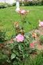 Гурзуф rose photo