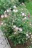 Pink Prosperity rose photo