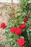 Stromboli rose photo