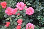 Коралловый Сюрприз rose photo