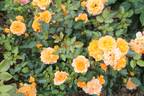 Marigold Sweet Dream rose photo