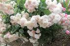 Pink Prosperity rose photo