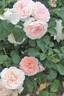 Clara's Choice rose photo