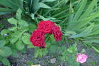 Tantau's Ueberraschung rose photo