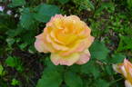 Freddy Mercury rose photo