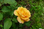 Freddy Mercury rose photo