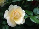 Green 'n' Gold rose photo