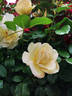 Green 'n' Gold rose photo