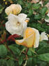 Green 'n' Gold rose photo