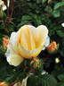 Green 'n' Gold rose photo