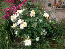 Green 'n' Gold rose photo