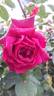 Nachtfalter rose photo