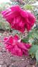 Nachtfalter rose photo