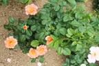 Jean de Bohême® rose photo