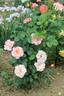 Jean de Bohême® rose photo