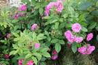 Werner von Blon rose photo