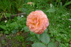 Celeb rose photo