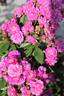 Werner von Blon rose photo