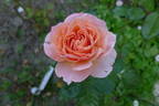 Celeb rose photo
