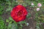 Black Night ® rose photo