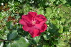 Black Night ® rose photo
