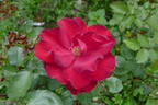 Black Night ® rose photo