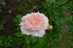 Reflets de Nacre ® rose photo