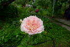 Reflets de Nacre ® rose photo