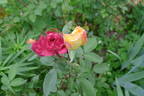 Polka-Babotska rose photo
