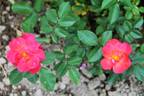 Dragon's Blood rose photo