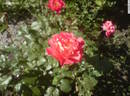 Franck Morgan's Sunset® rose photo