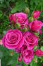Carat ® rose photo
