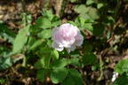 Siwa rose photo