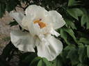 Dojean peony photo