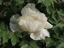 Dojean peony photo
