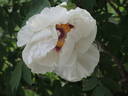 Dojean peony photo