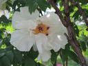 Dojean peony photo