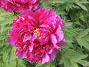 Hana-Daijin peony photo